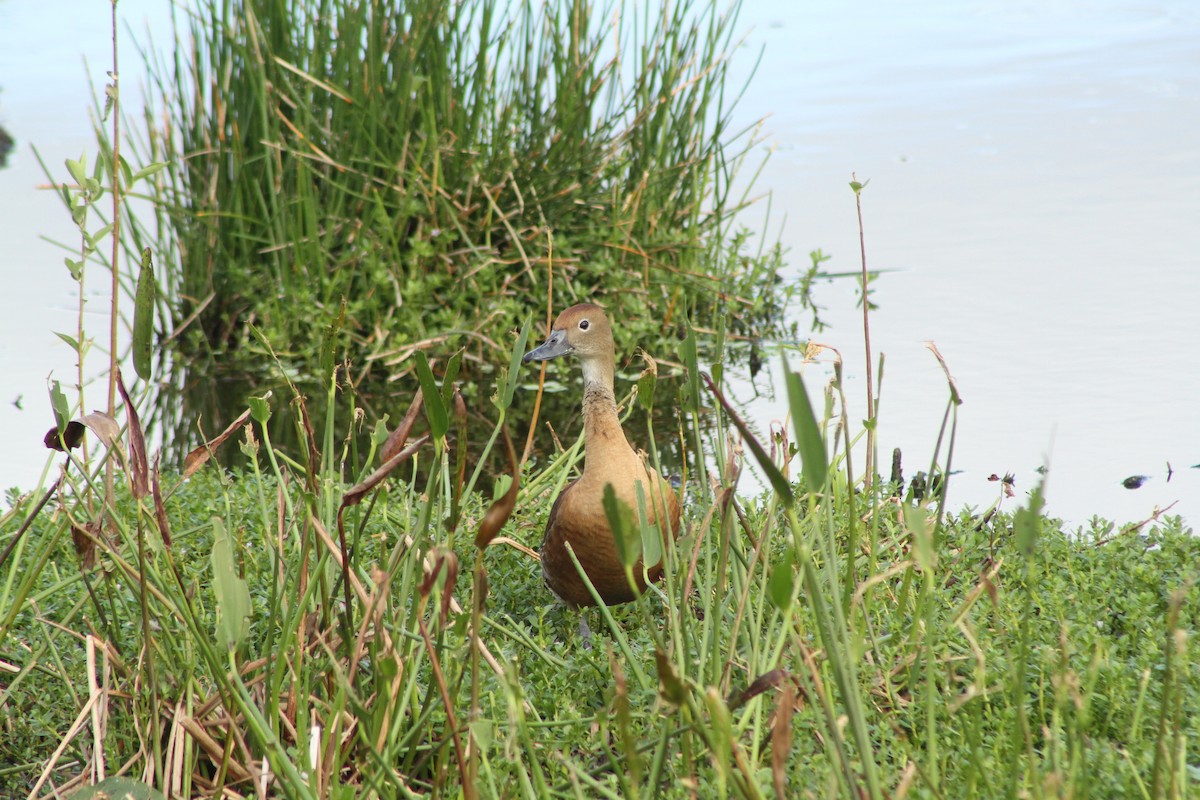 Fulvous Whistling-Duck - ML139146761