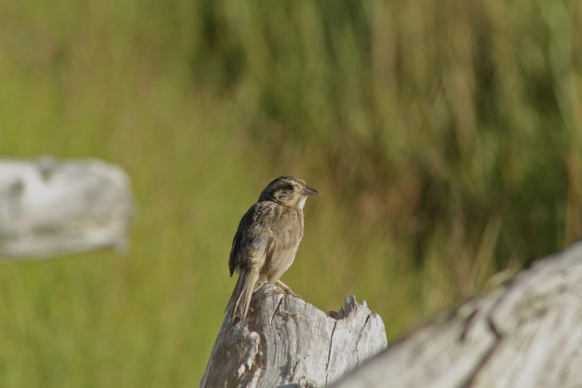 Nelson's Sparrow (Atlantic Coast) - ML139149361