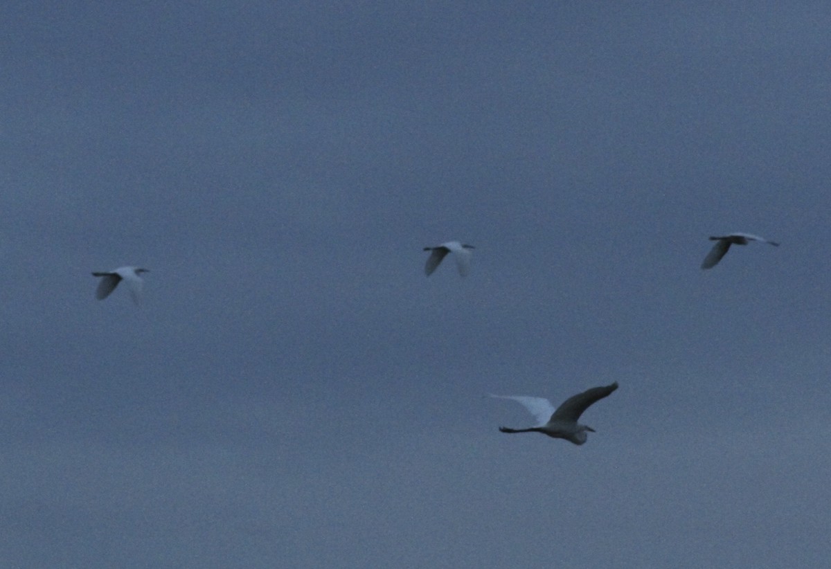 Snowy Egret - ML139149871