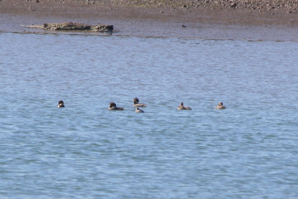 Red-breasted Merganser - ML139150181