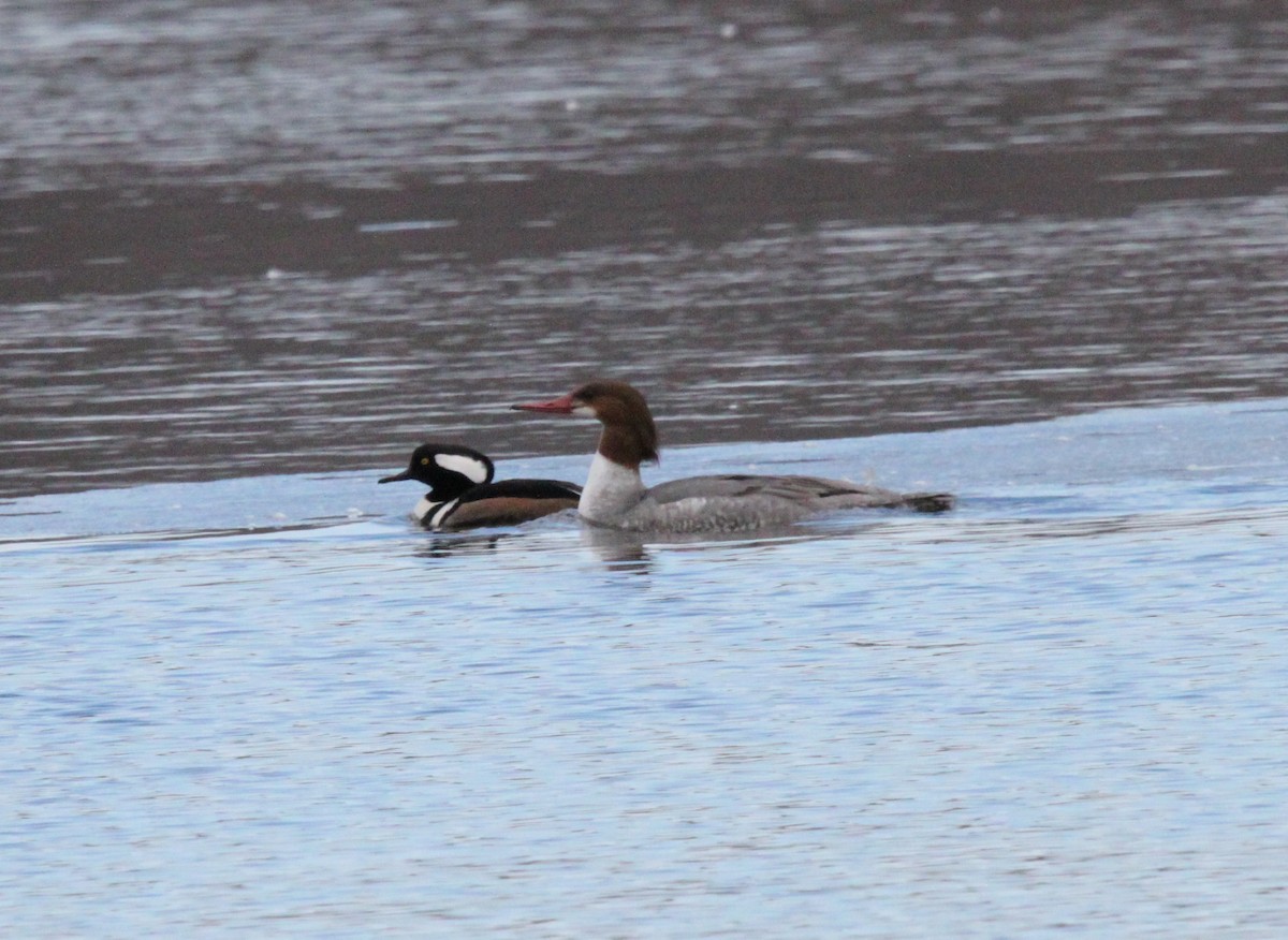 Common Merganser - Tom Younkin