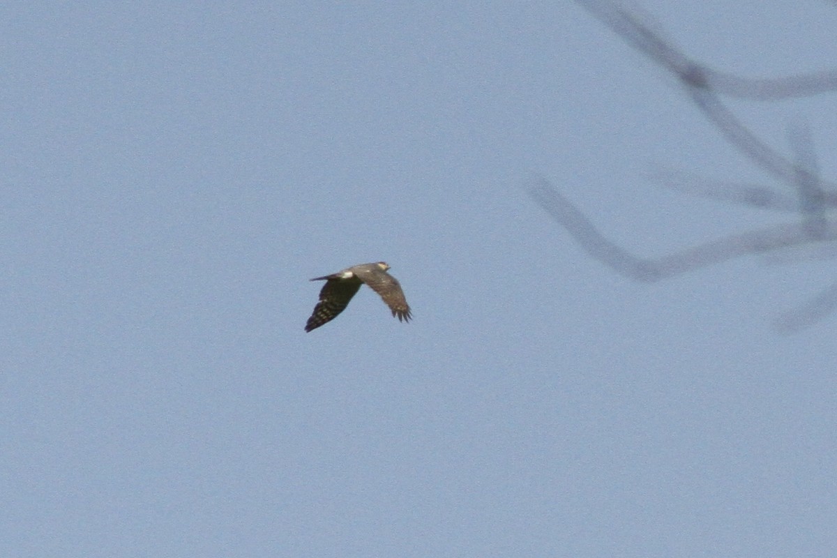 Sharp-shinned Hawk - ML139153831