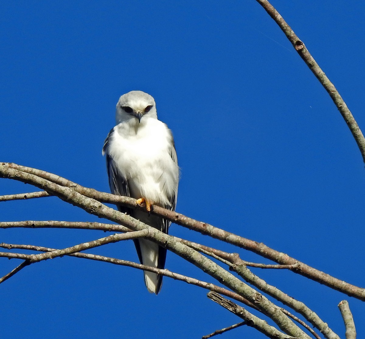 Black-shouldered Kite - ML139154401
