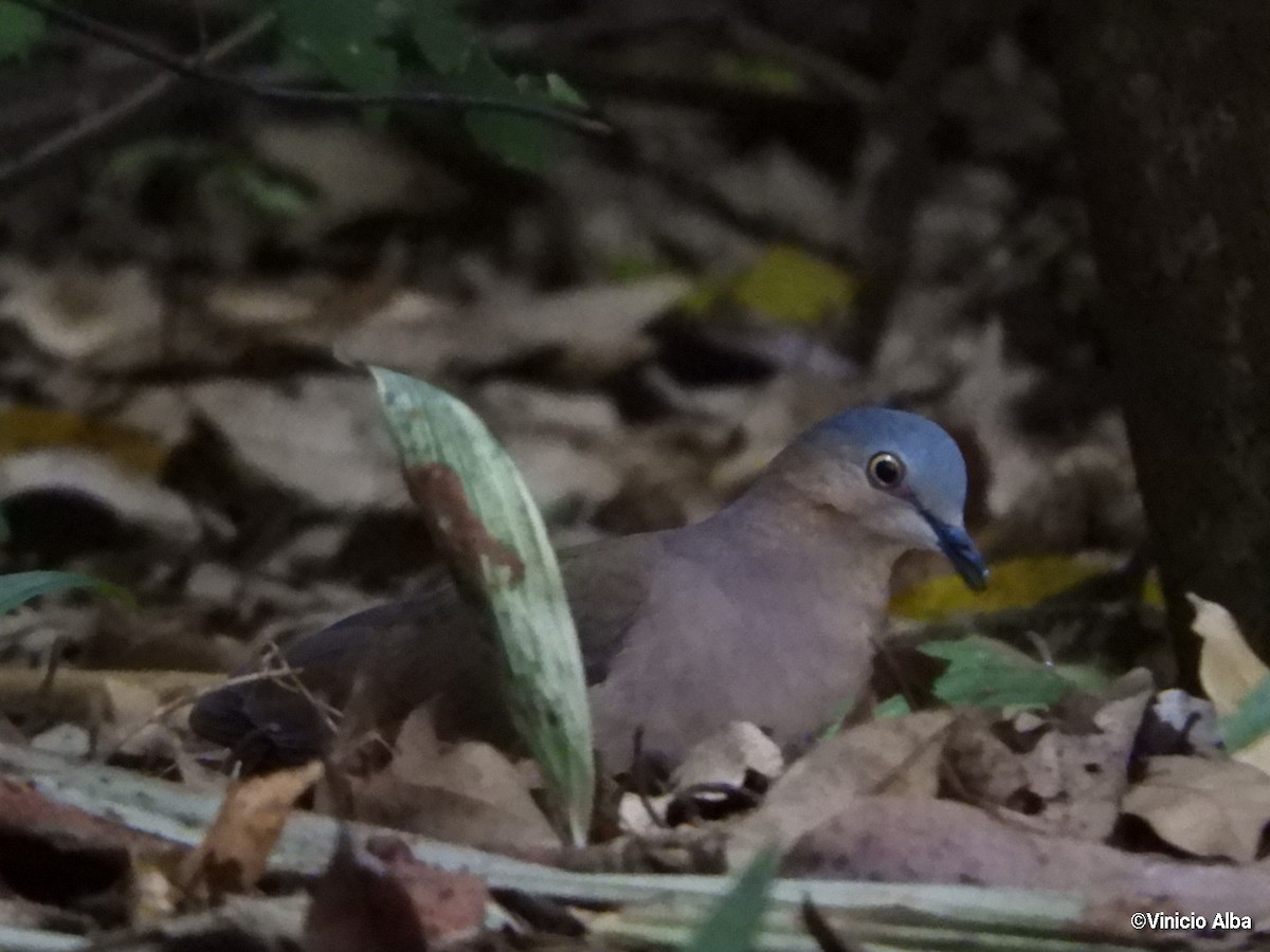 Gray-headed Dove - ML139156981