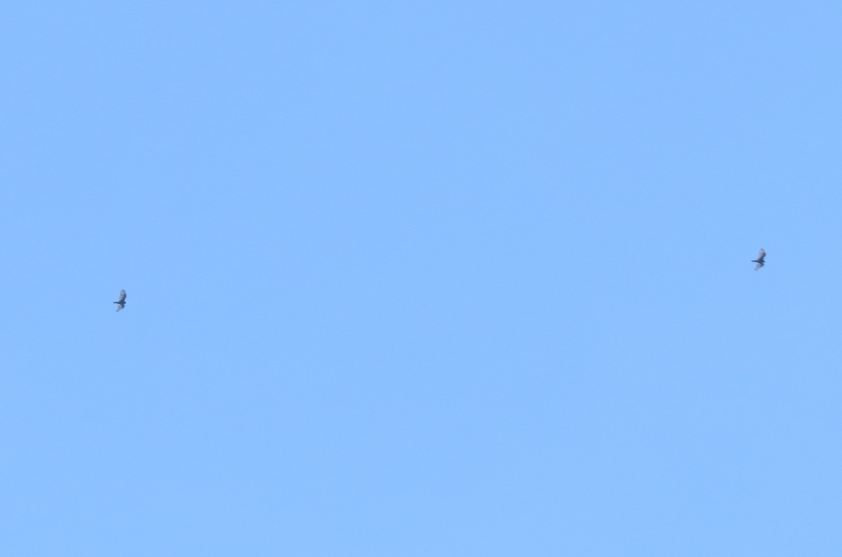 Turkey Vulture - ML139157021