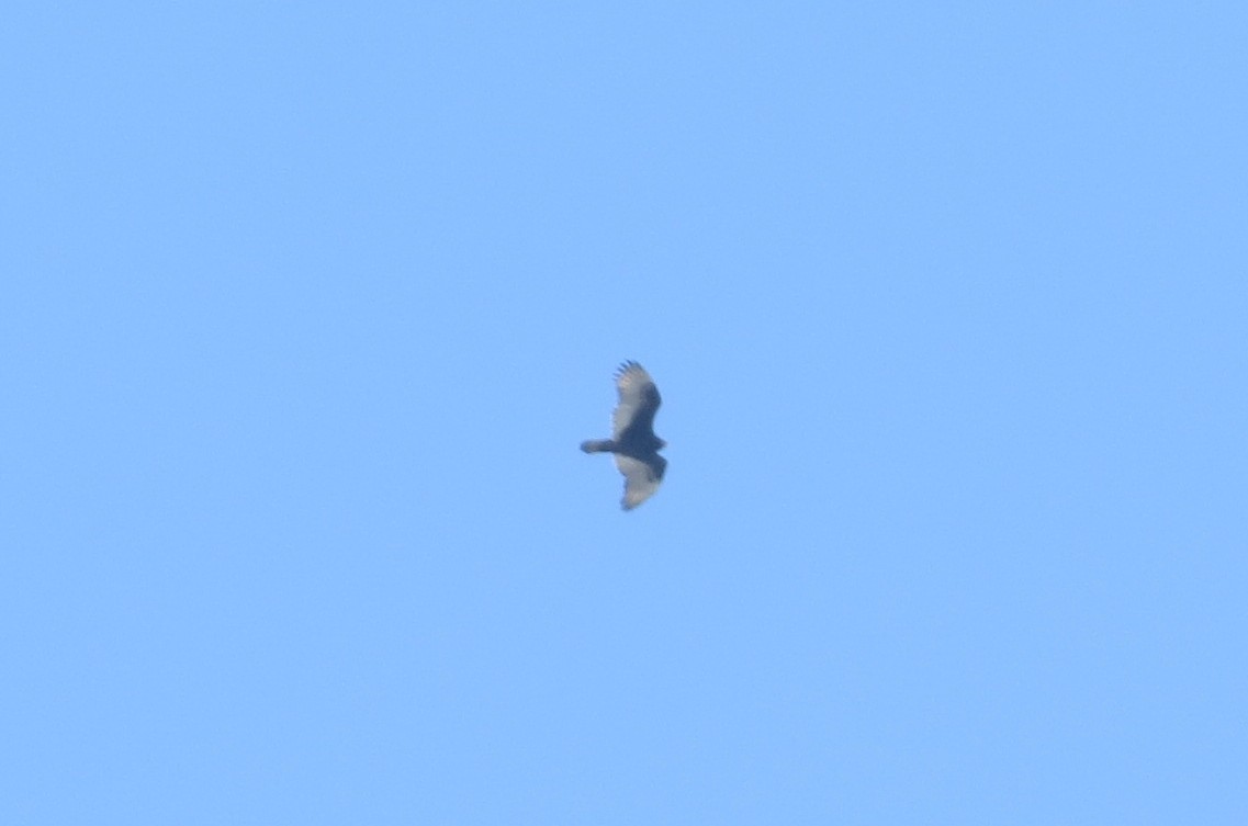 Turkey Vulture - ML139157051