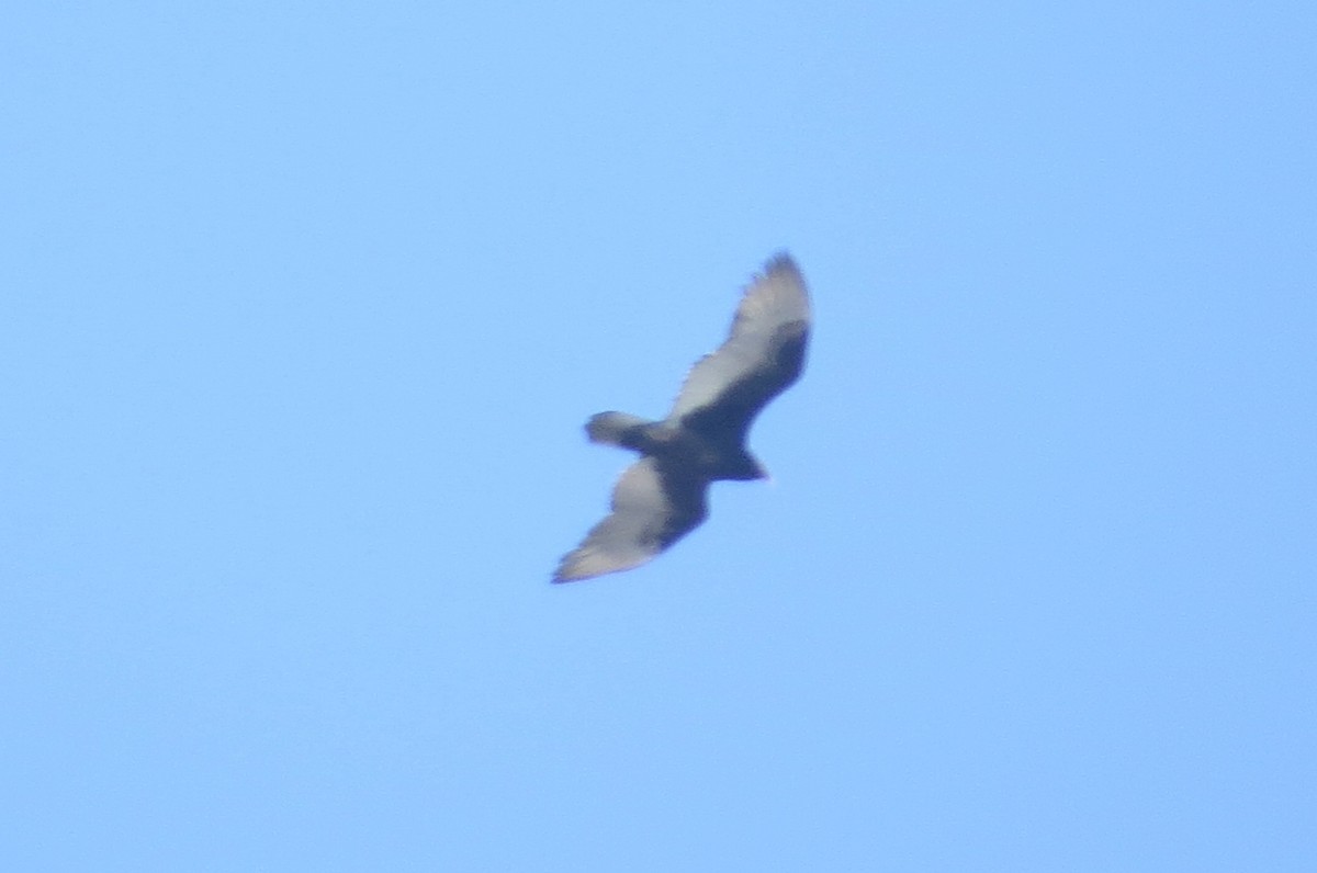 Turkey Vulture - ML139157071