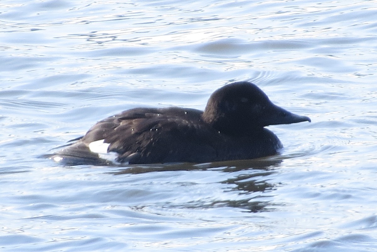 White-winged Scoter - ML139157401