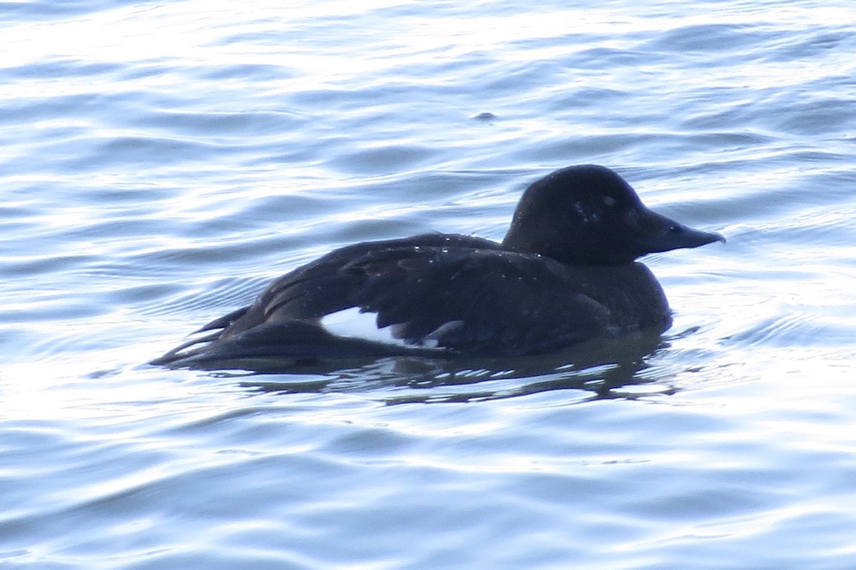 White-winged Scoter - ML139157421