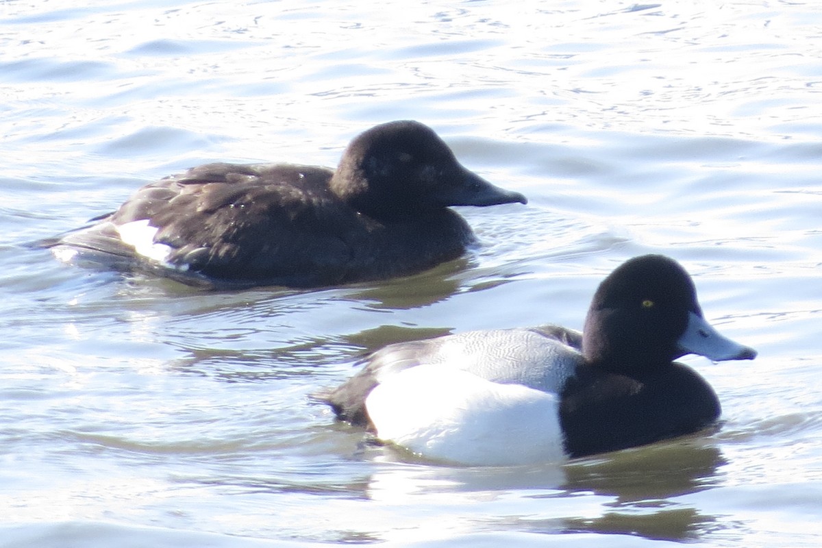 White-winged Scoter - ML139157491