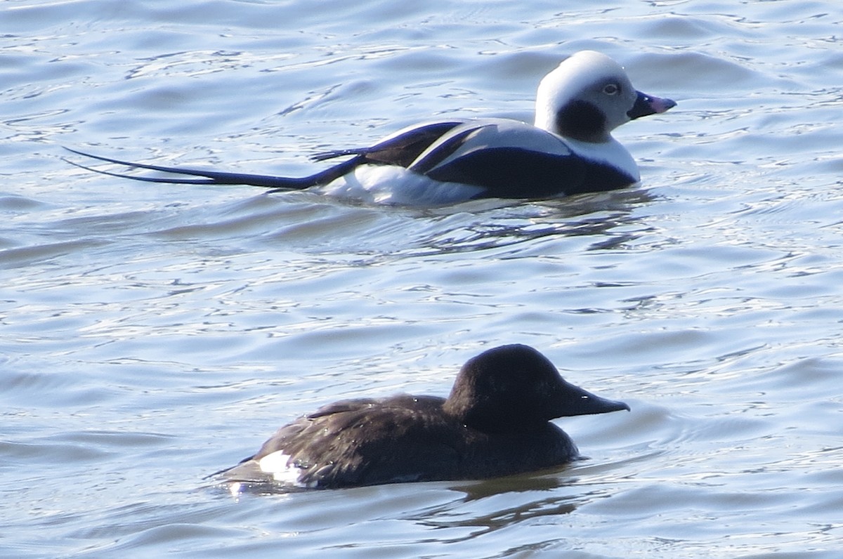 White-winged Scoter - ML139157501