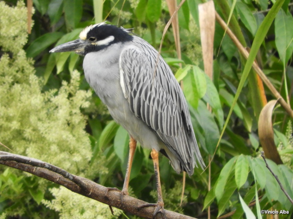 Yellow-crowned Night Heron - ML139157821