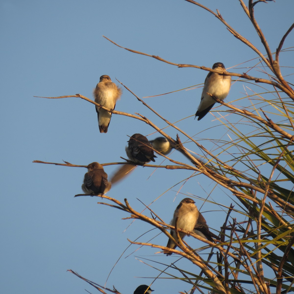 Northern Rough-winged Swallow - ML139158031