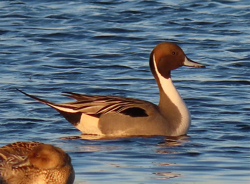 Northern Pintail - ML139158261