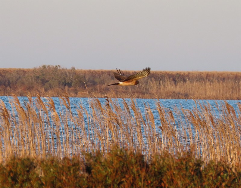 Aguilucho de Hudson - ML139158341