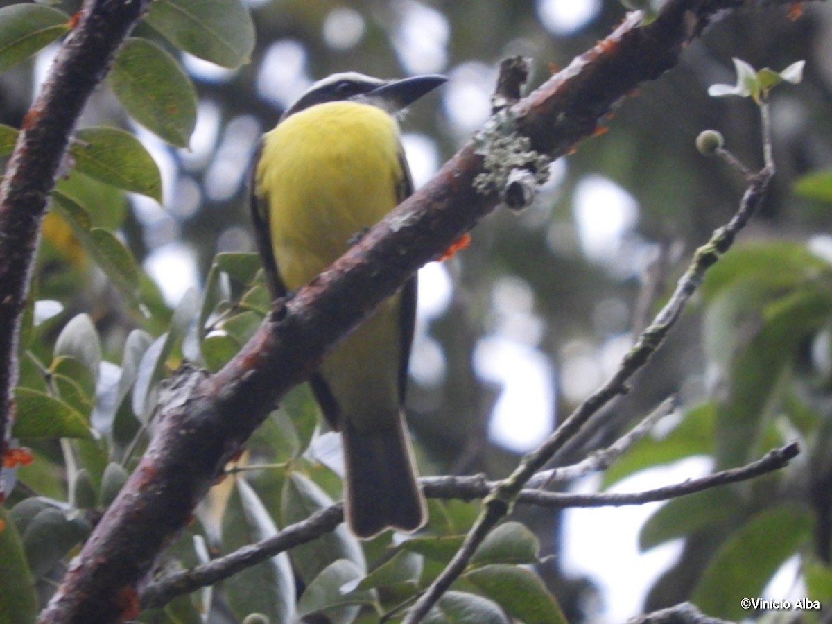 Boat-billed Flycatcher - ML139158441