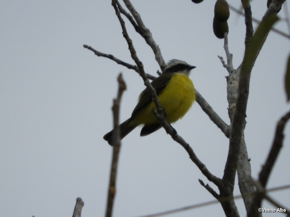 Social Flycatcher - ML139158611