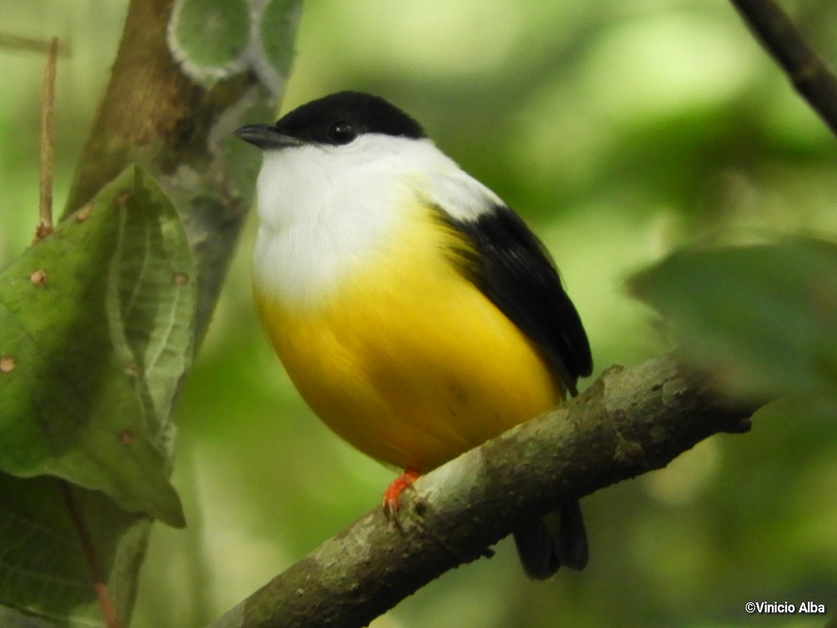 Manakin à col blanc - ML139158681