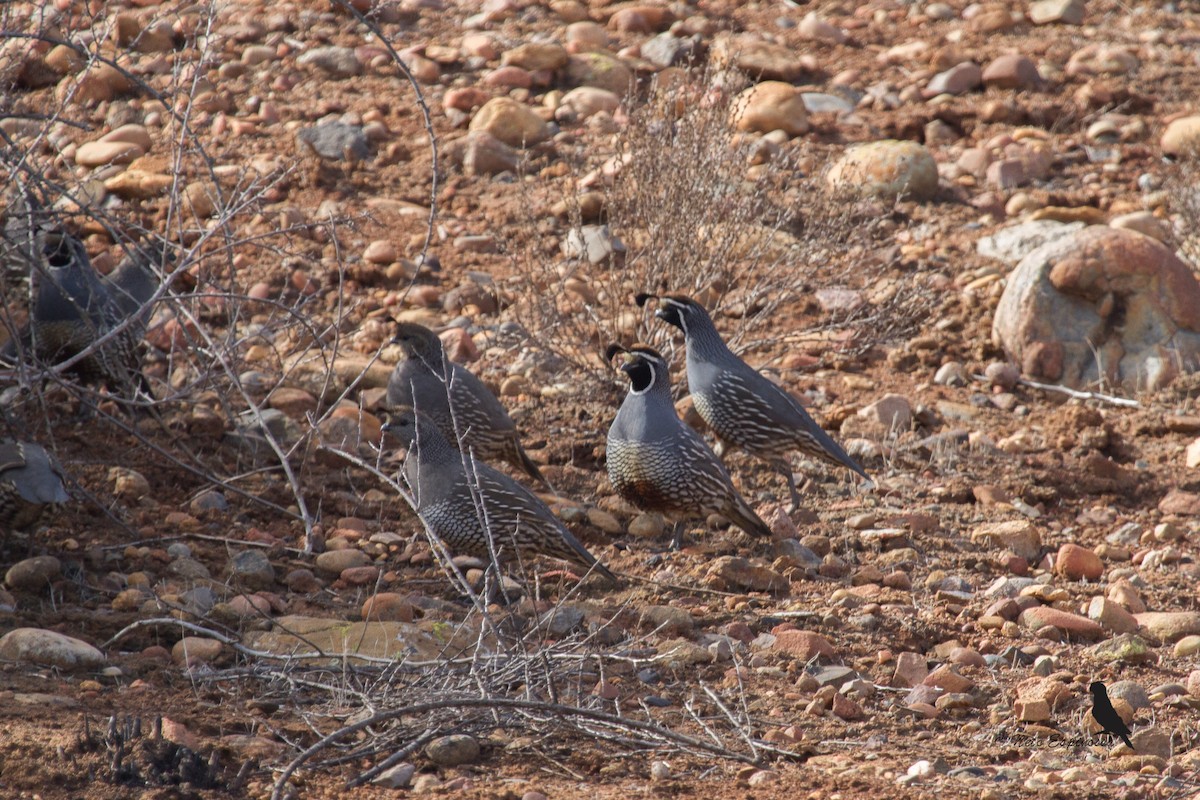 California Quail - Neto Espinossa