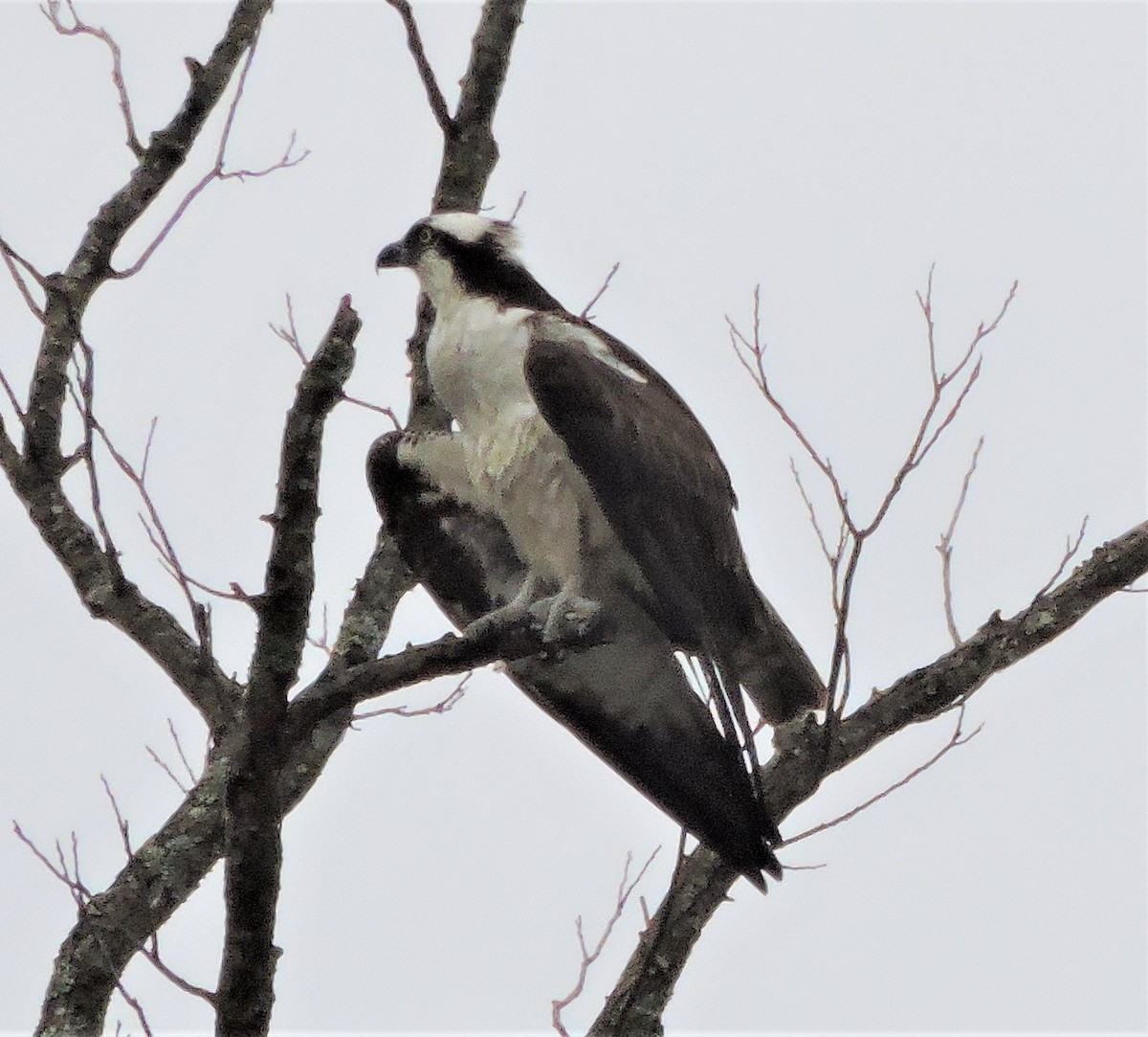 Osprey - ML139162521