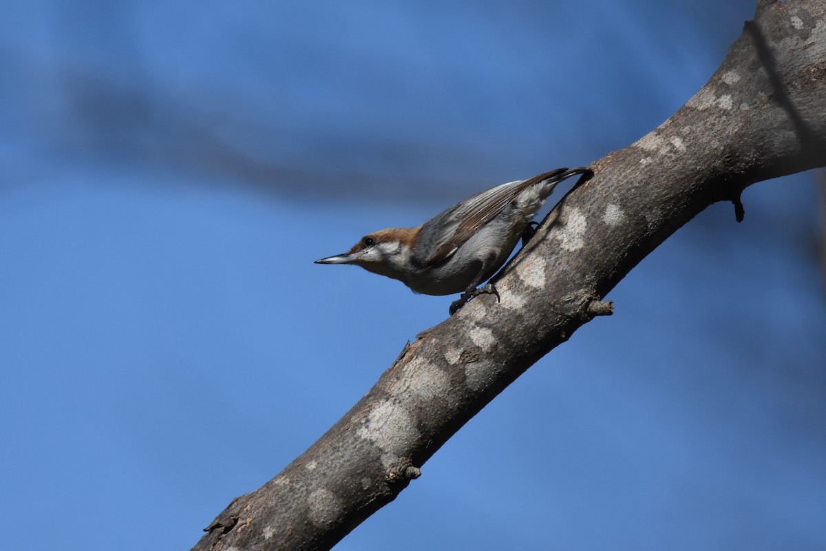 Brown-headed Nuthatch - Patty Masten