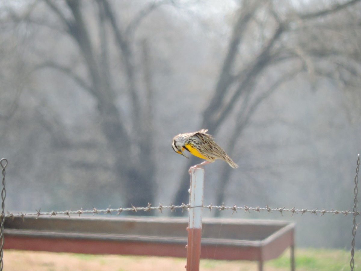 Eastern Meadowlark - ML139164111