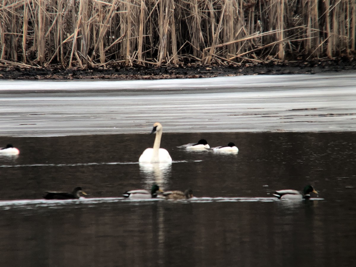 Trumpeter Swan - ML139165521
