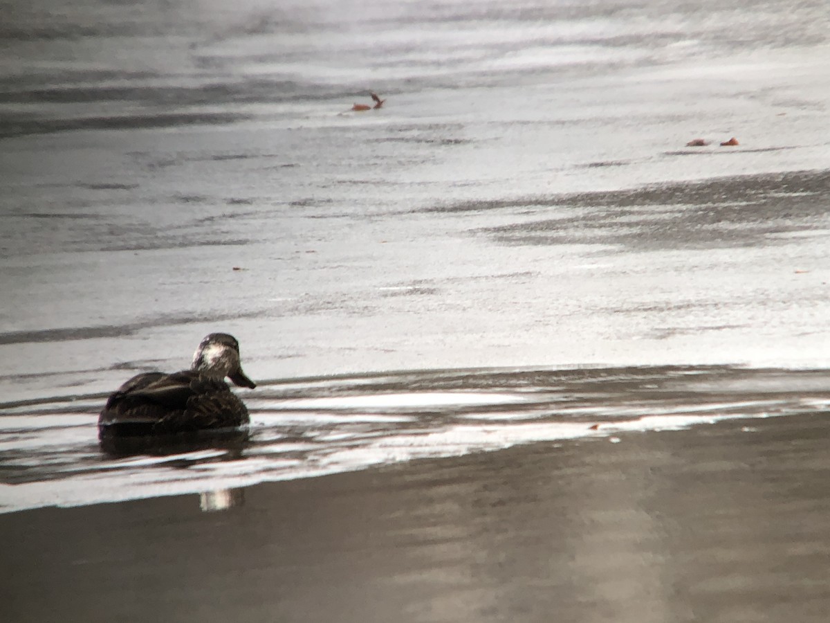 American Black Duck - ML139165731