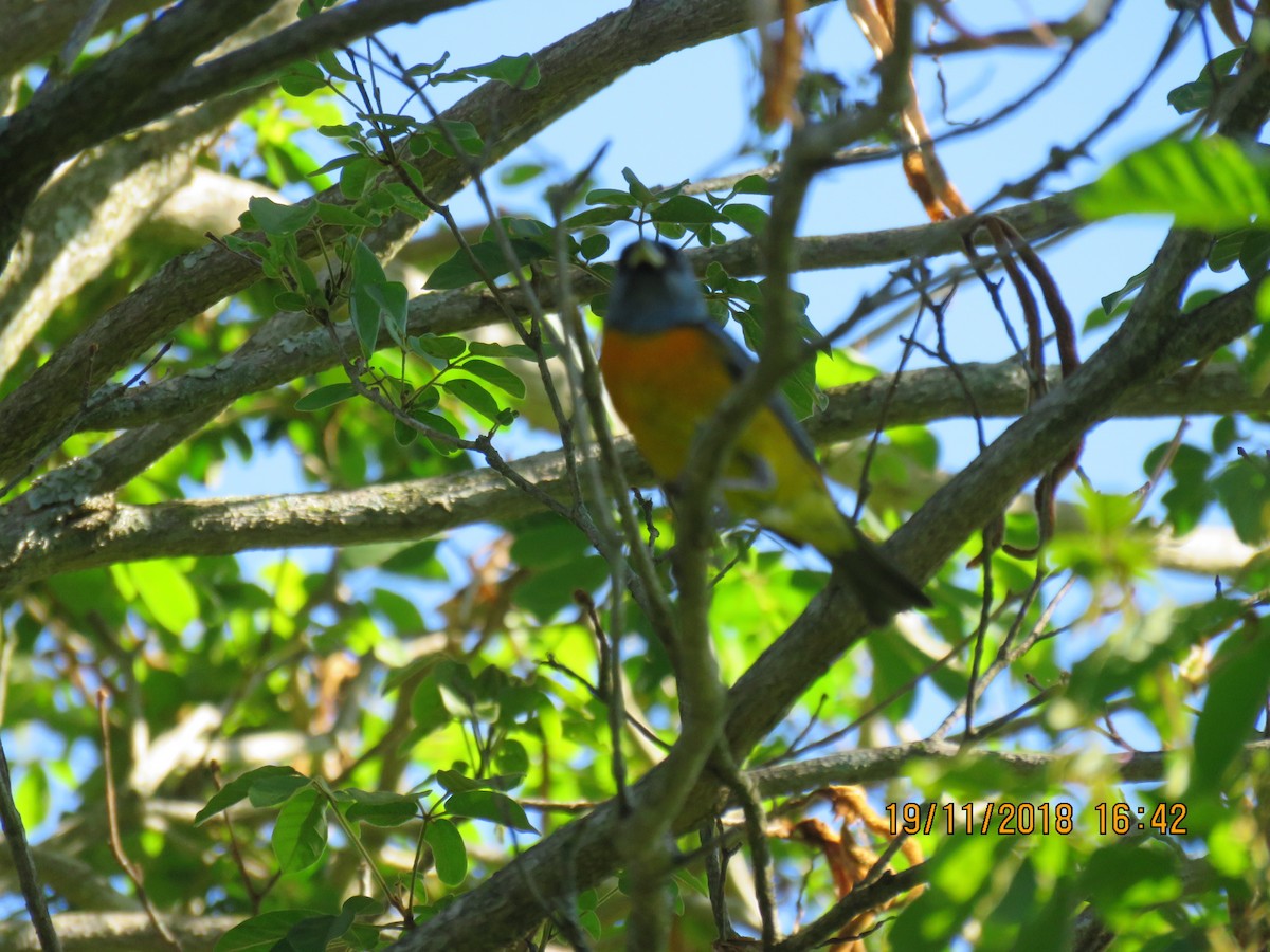 Blue-and-yellow Tanager - ML139165941
