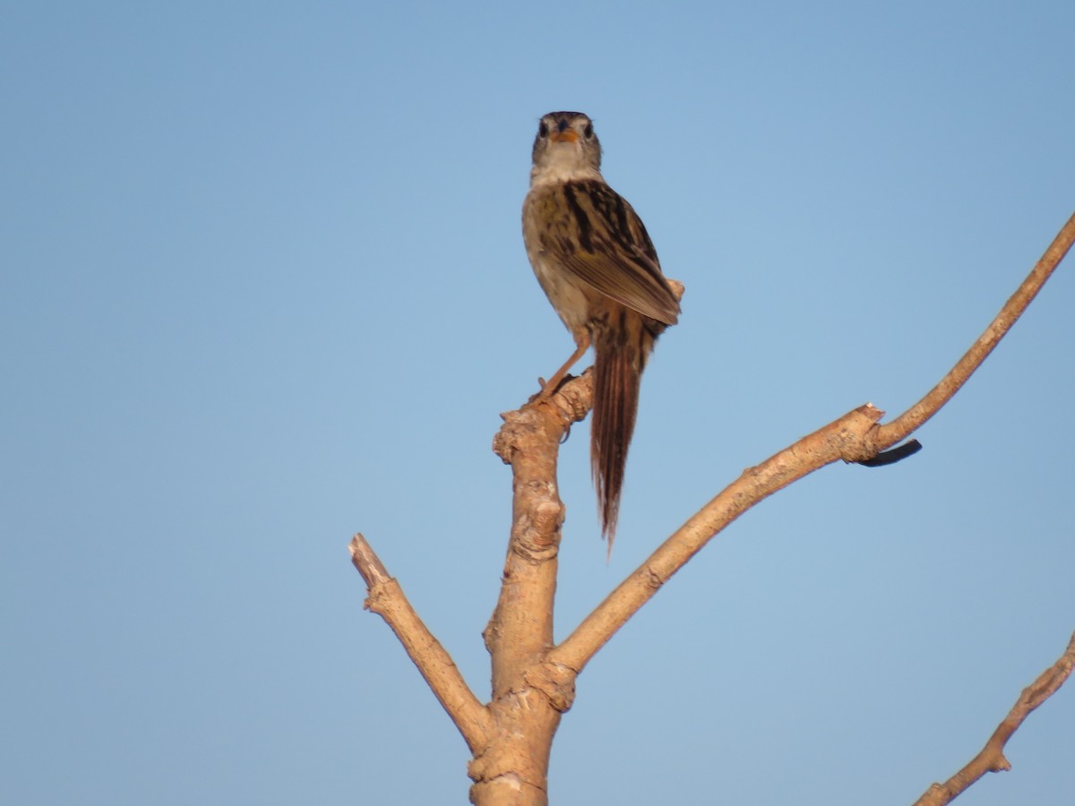 Wedge-tailed Grass-Finch - ML139165981