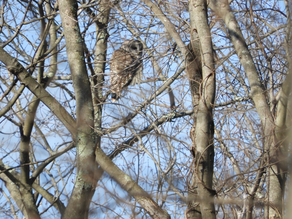 Barred Owl - ML139166381