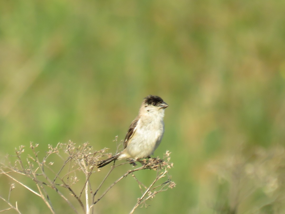 Pearly-bellied Seedeater - ML139167911