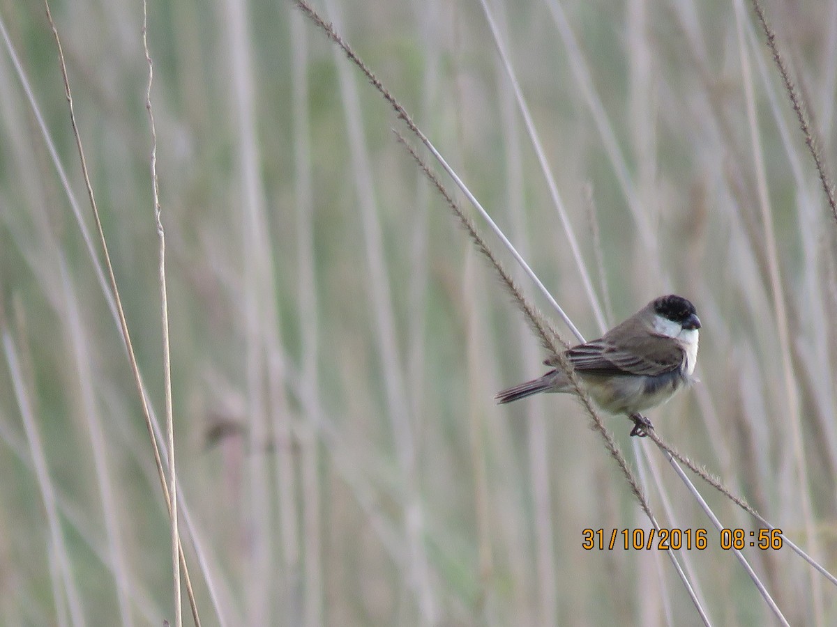 Pearly-bellied Seedeater - ML139167991