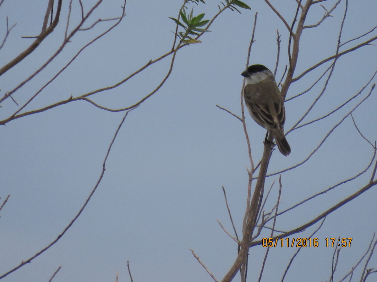 Pearly-bellied Seedeater - ML139168021