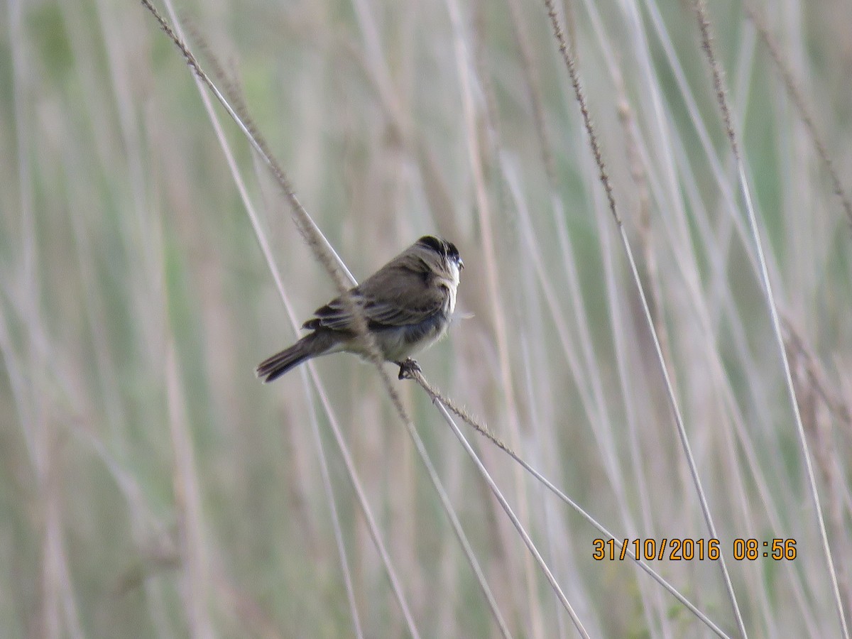 Pearly-bellied Seedeater - ML139168091