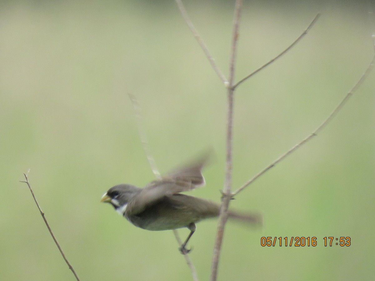 Double-collared Seedeater - ML139168591