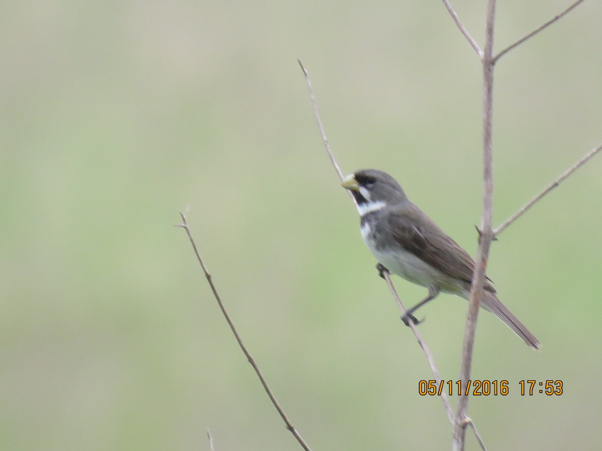 Double-collared Seedeater - ML139168751