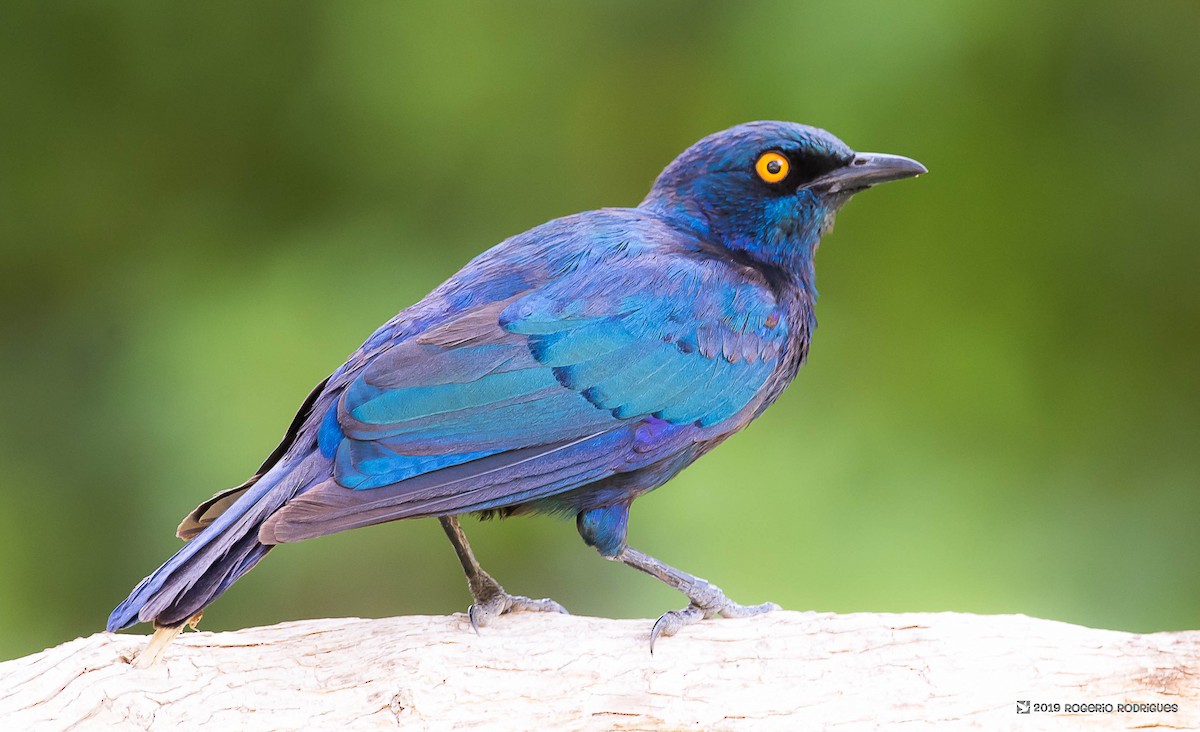 Cape Starling - ML139169101