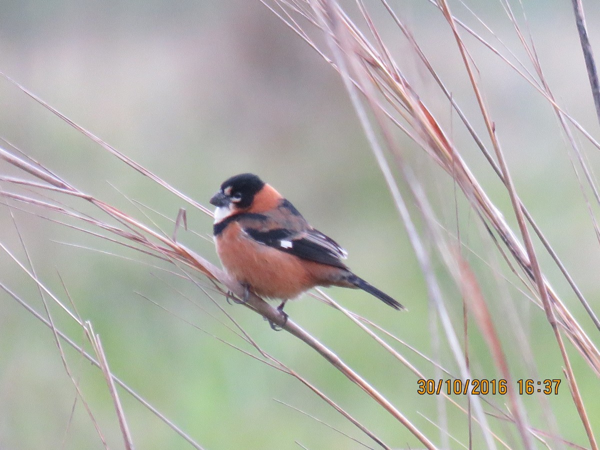 Rusty-collared Seedeater - ML139169411