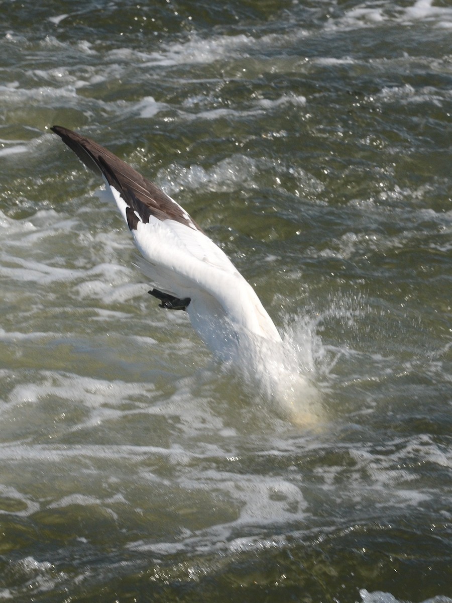 Northern Gannet - ML139169451