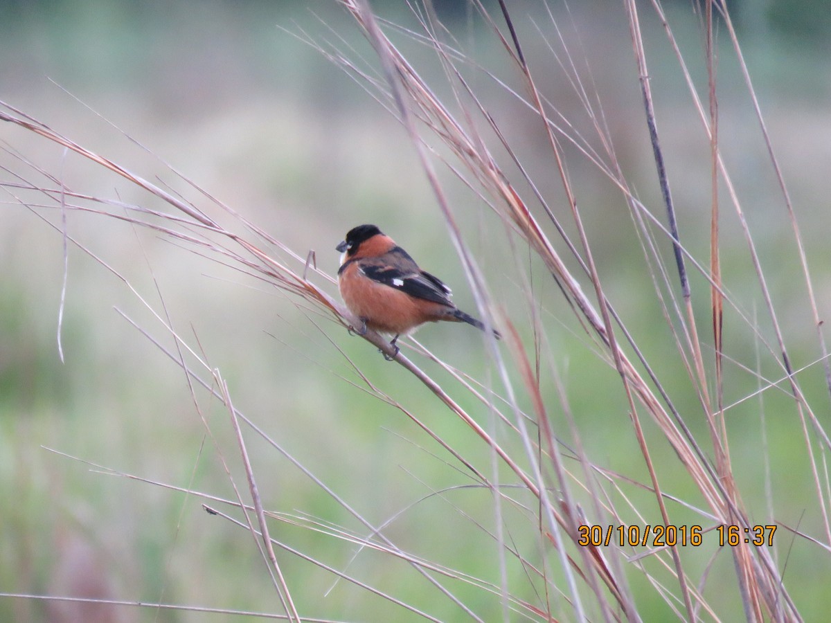 Rusty-collared Seedeater - ML139169681