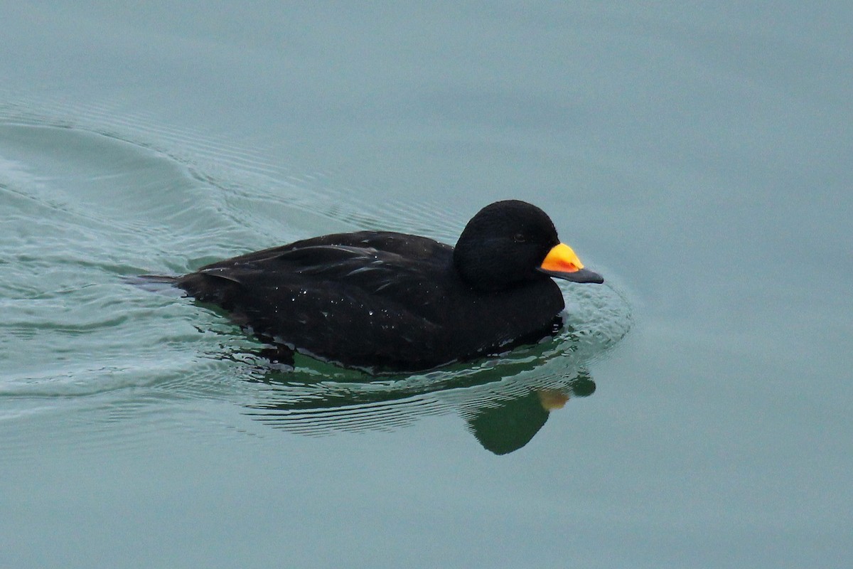 Black Scoter - Jim Elder