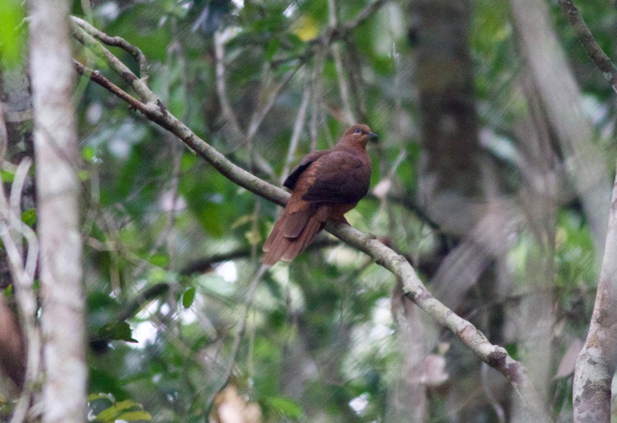 Brown Cuckoo-Dove - ML139174791