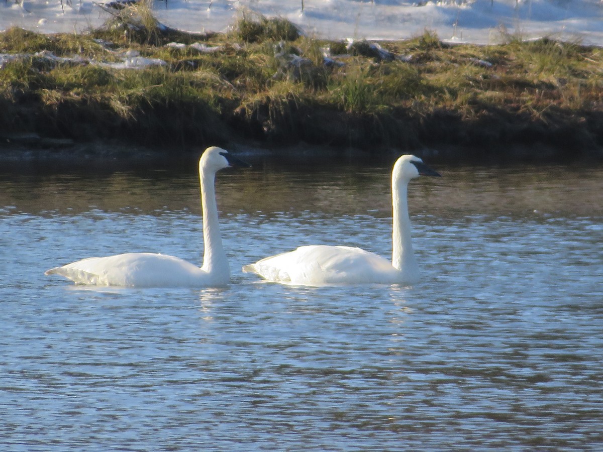 Trumpeter Swan - ML139174851