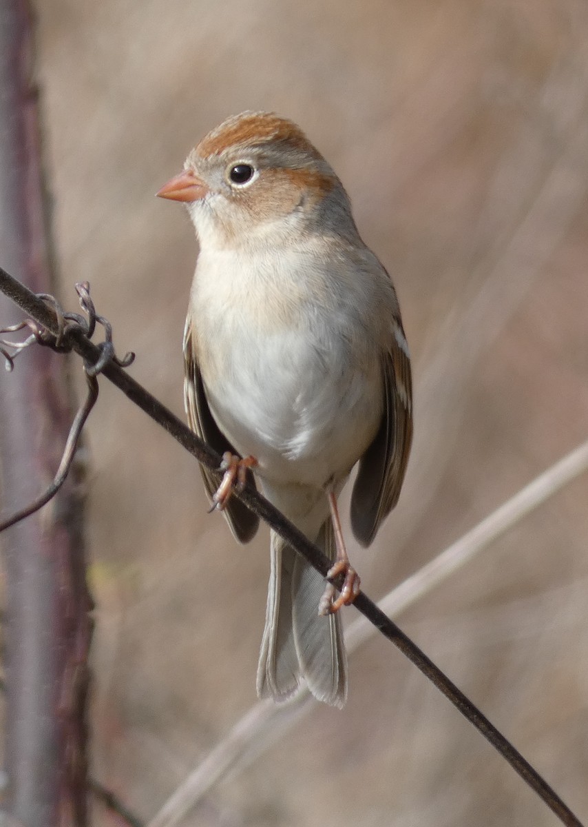 Field Sparrow - ML139174861