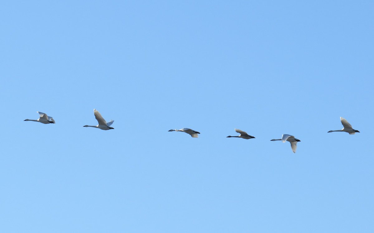 Trumpeter Swan - ML139175161