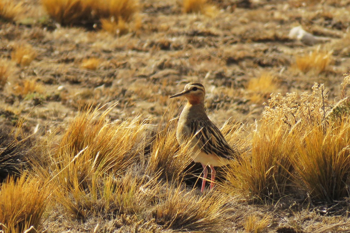 Tawny-throated Dotterel - ML139175691