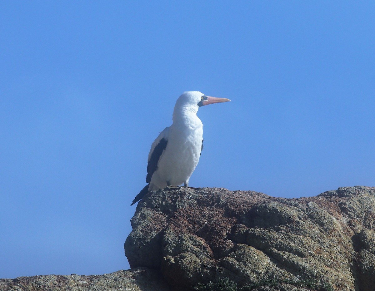 Nazca Booby - ML139176161