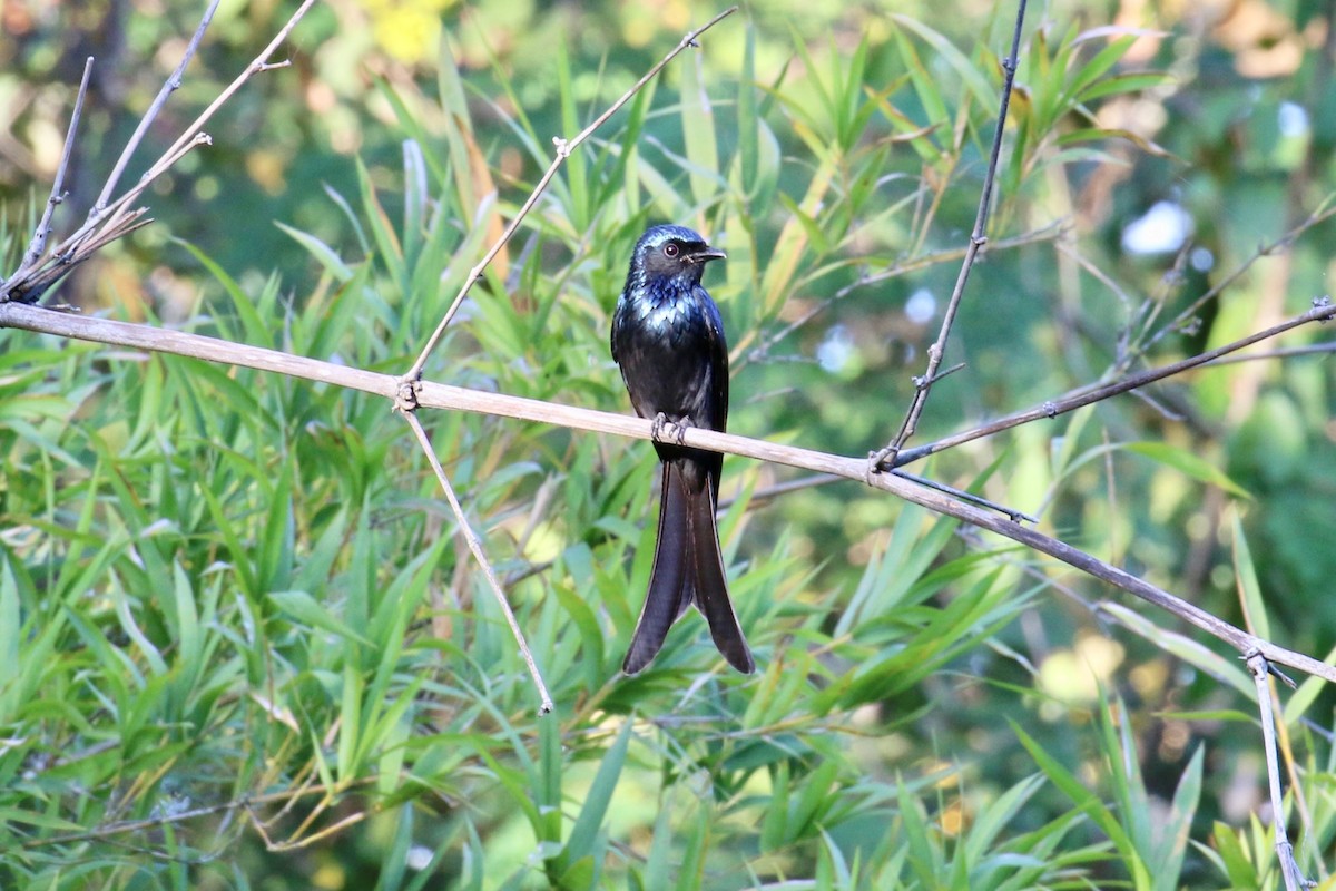 Bronzed Drongo - ML139176451