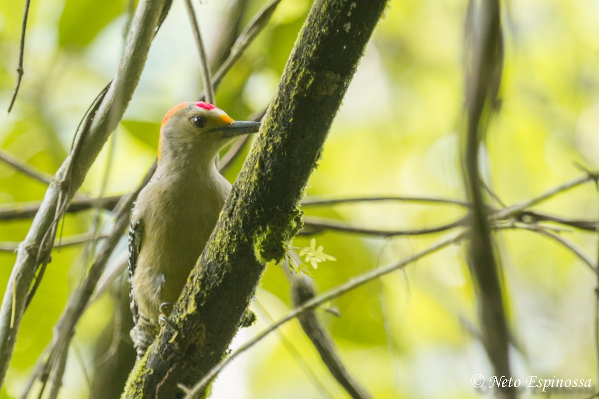 Golden-fronted Woodpecker - ML139177771